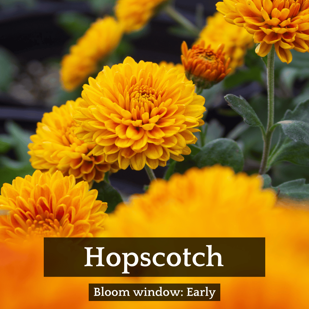 Autumn Colors Chrysanthemum Mix