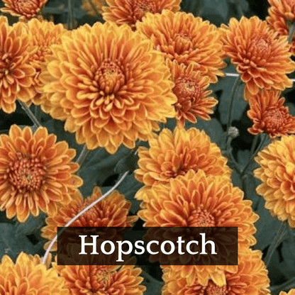 Autumn Colors Chrysanthemum Mix