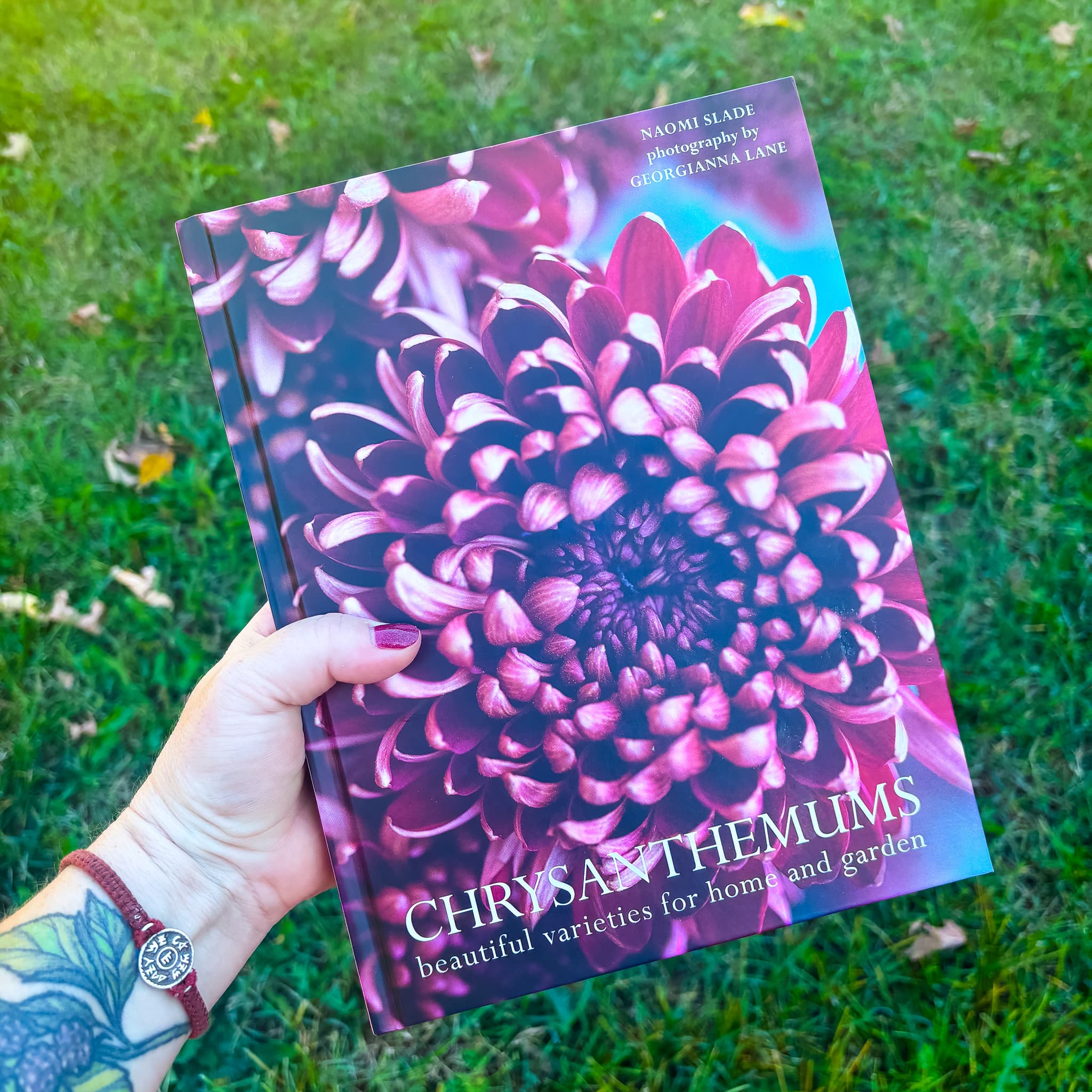 Chrysanthemums: Beautiful Varieties for Home and Garden