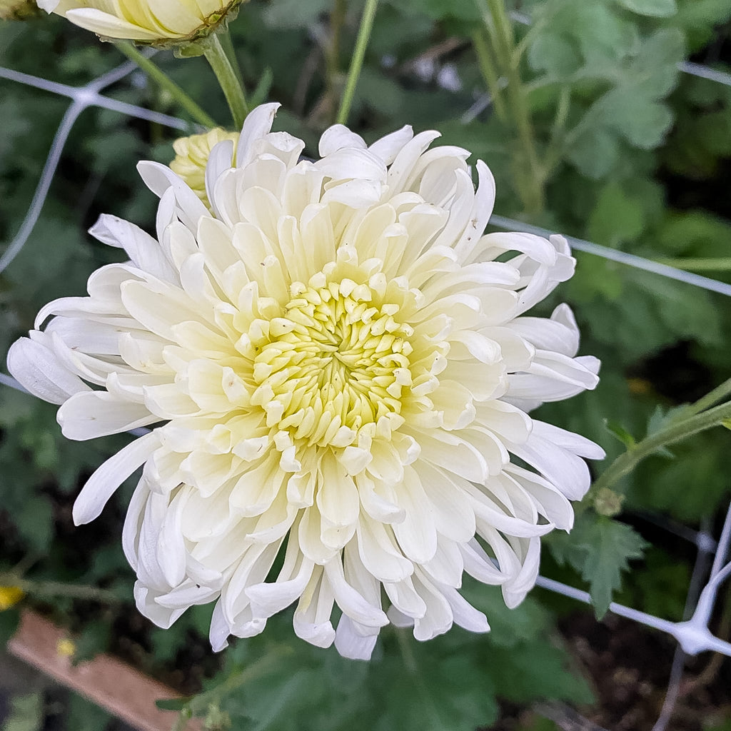 Icebox Chrysanthemum