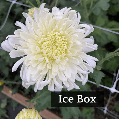 Football Mum Chrysanthemum Mix