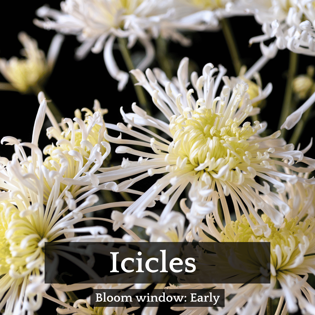 Spider Mums Chrysanthemum Mix