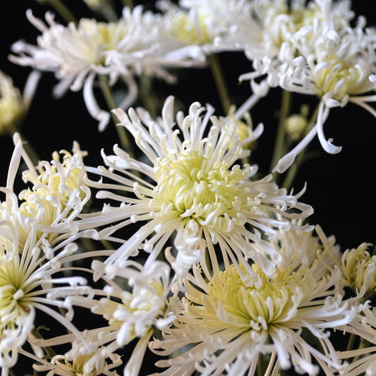 Icicles Chrysanthemum - Pack of 4
