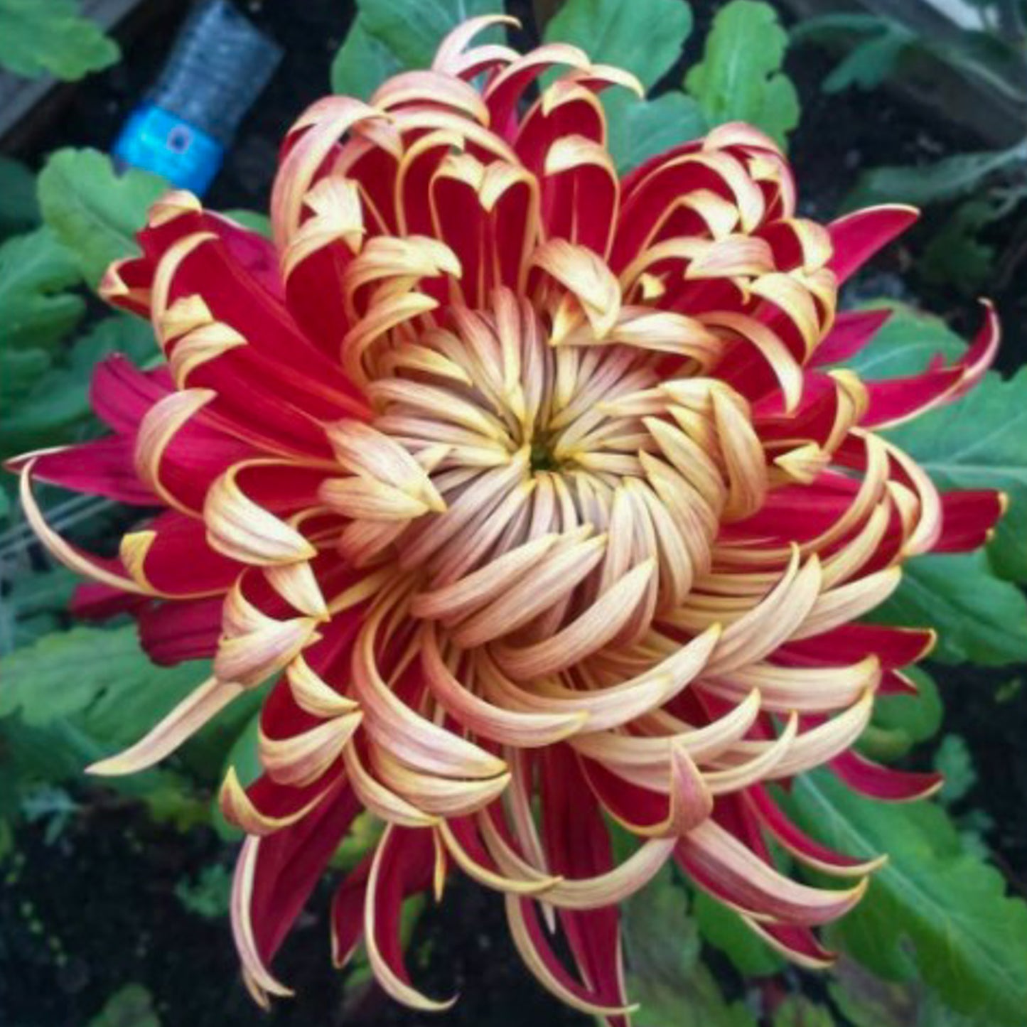 James Bryant Chrysanthemum - Pack of 4