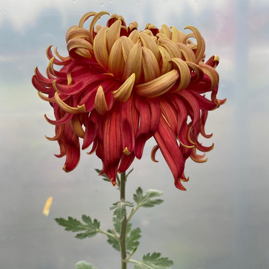 Jane Sharpe Chrysanthemum - Pack of 4