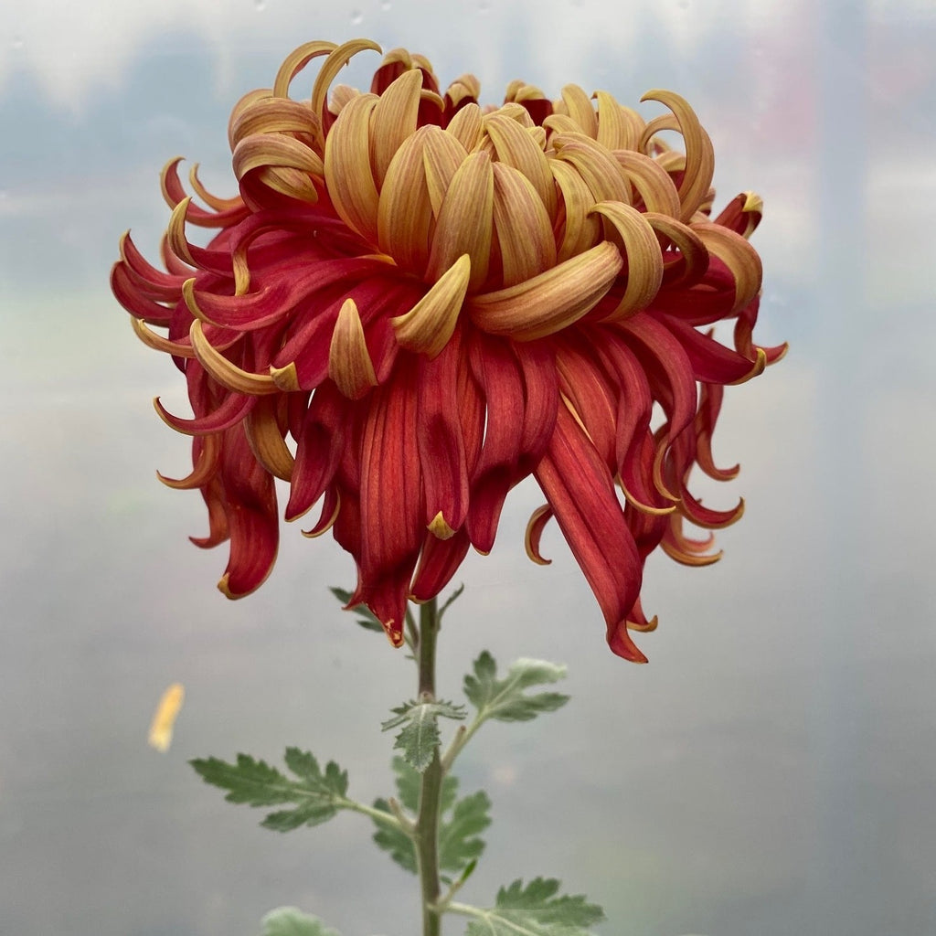 Jane Sharpe Chrysanthemum