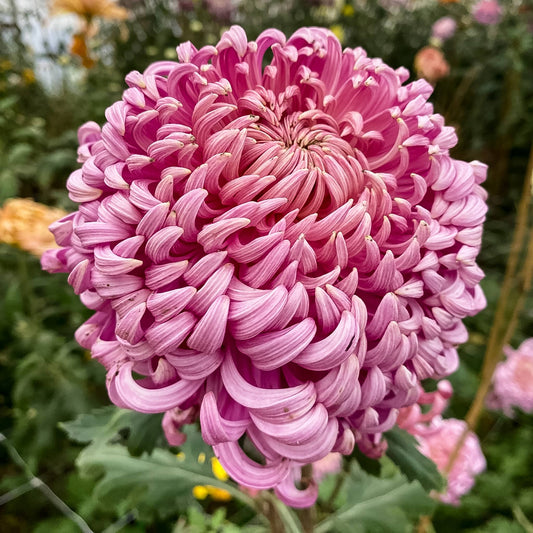Jefferson Park Chrysanthemum - Pack of 4
