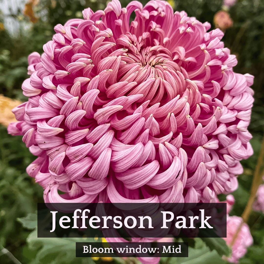 Football Mum Chrysanthemum Mix