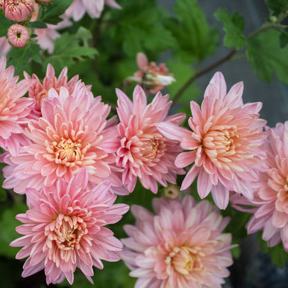 Jessica Louise Chrysanthemum - Pack of 4
