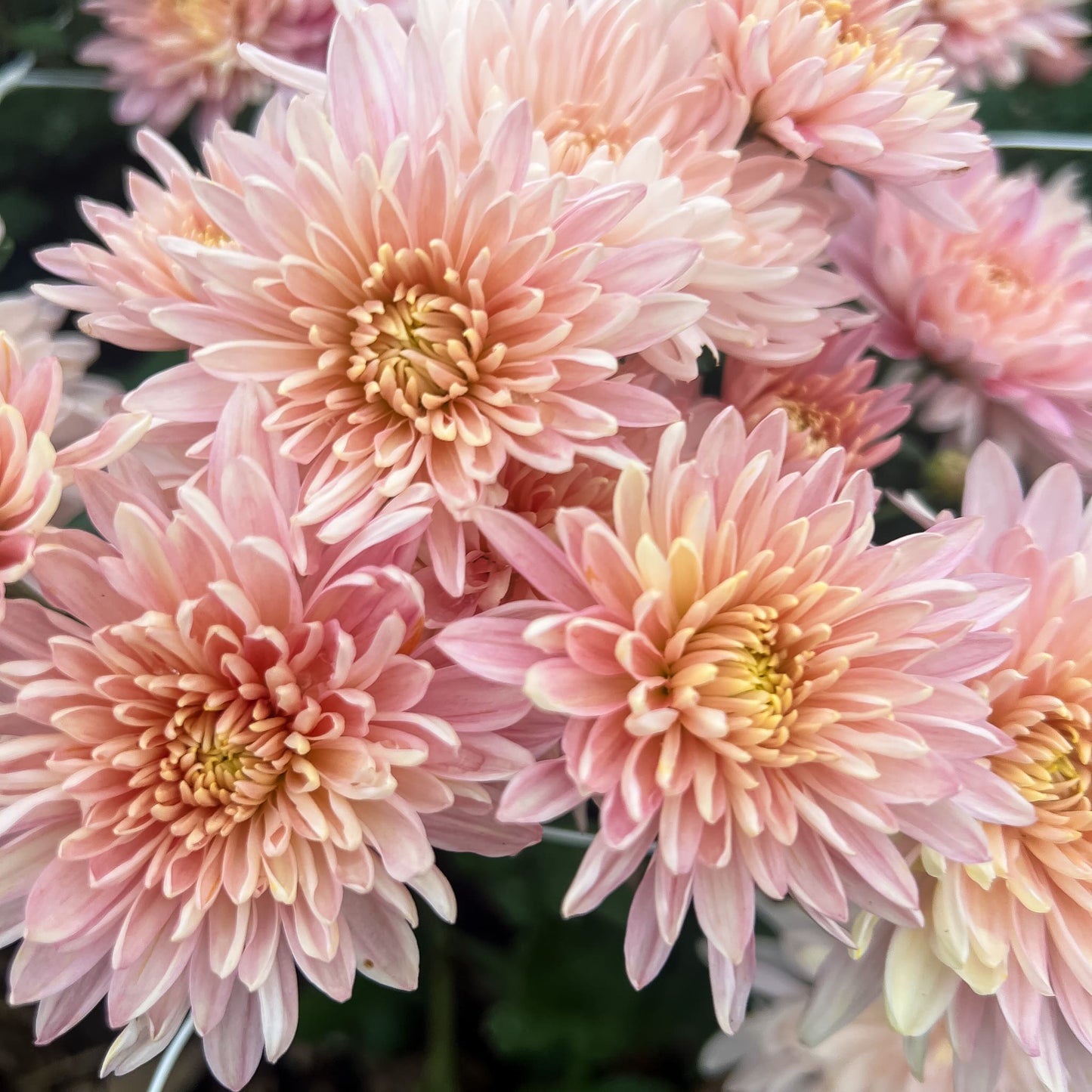 Jessica Louise Chrysanthemum - Pack of 4