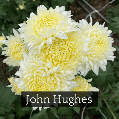 Mid Bloomer Chrysanthemum Mix