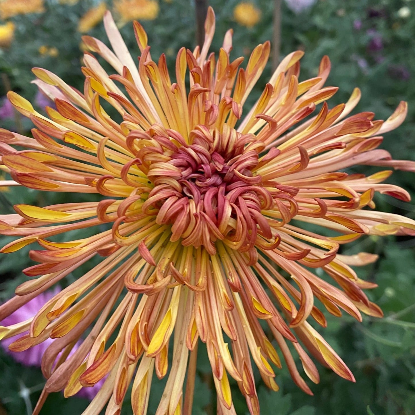 Judith Baker Chrysanthemum - Pack of 4