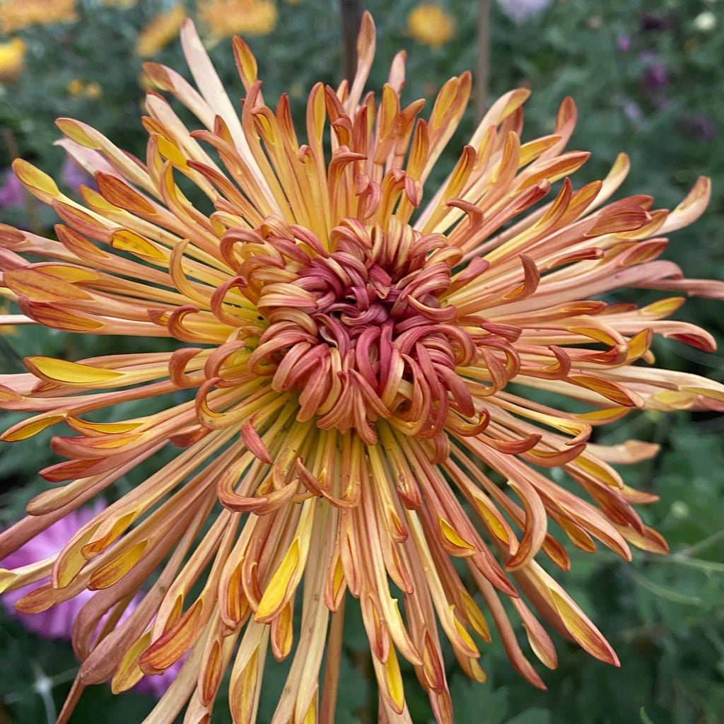Judith Baker Chrysanthemum
