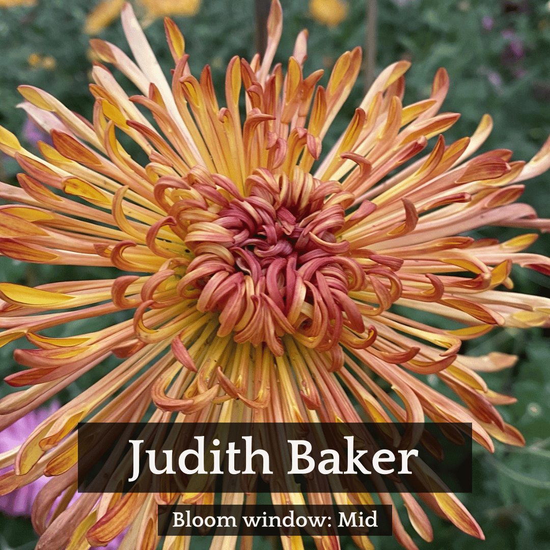 Autumn Colors Chrysanthemum Mix