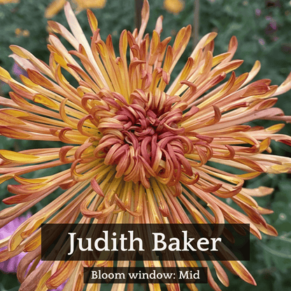Autumn Colors Chrysanthemum Mix