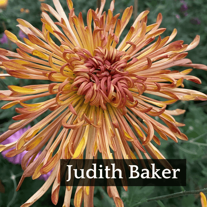 Mid Bloomer Chrysanthemum Mix