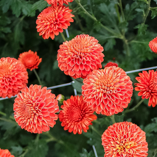 Kelvin Mandarin Chrysanthemum - Pack of 4