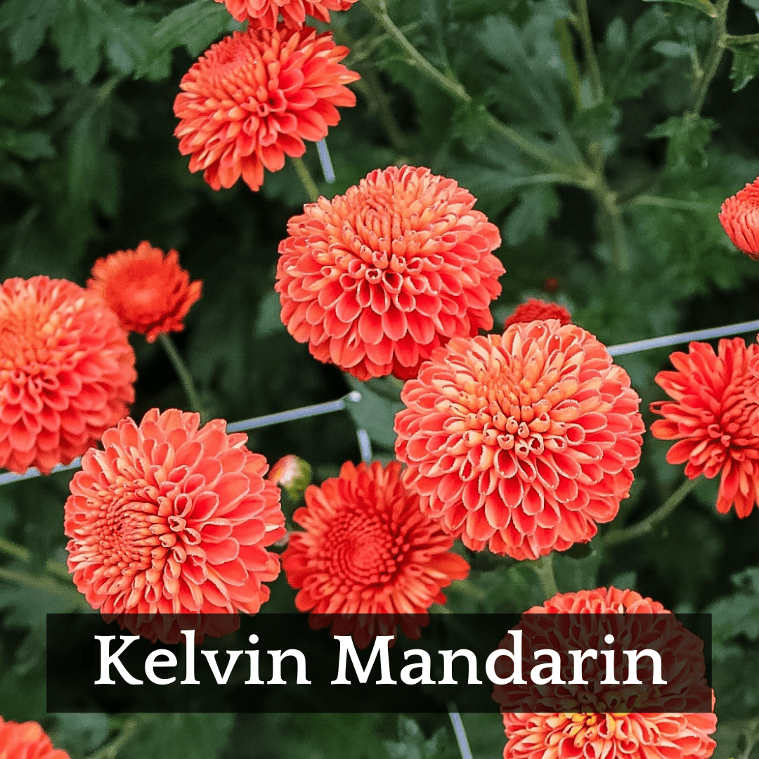 Mid Bloomer Chrysanthemum Mix