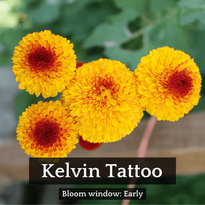 Autumn Colors Chrysanthemum Mix