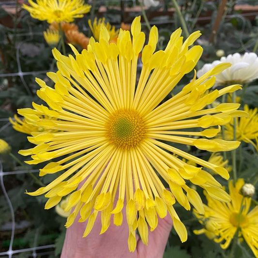Kimmie Chrysanthemum - Pack of 4