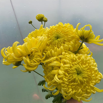 King's Pleasure Chrysanthemum - Pack of 4