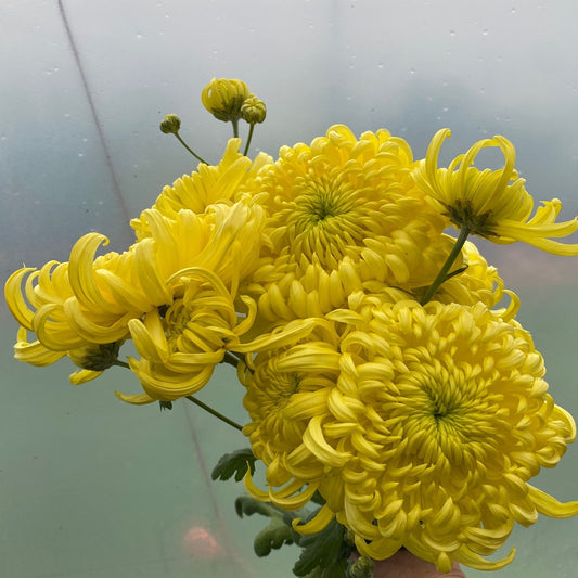 Kings Pleasure Chrysanthemum - Pack of 4