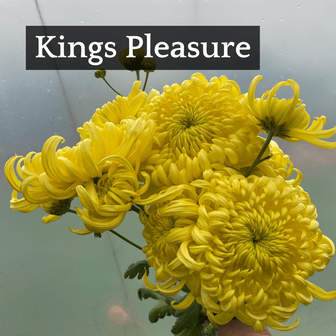 Mid Bloomer Chrysanthemum Mix