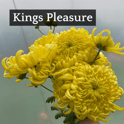 Mid Bloomer Chrysanthemum Mix