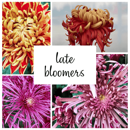 Late Bloomer Chrysanthemum Mix