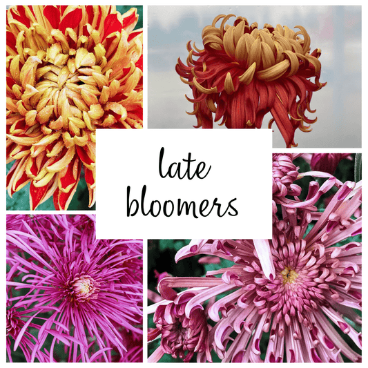 Late Bloomer Chrysanthemum Mix