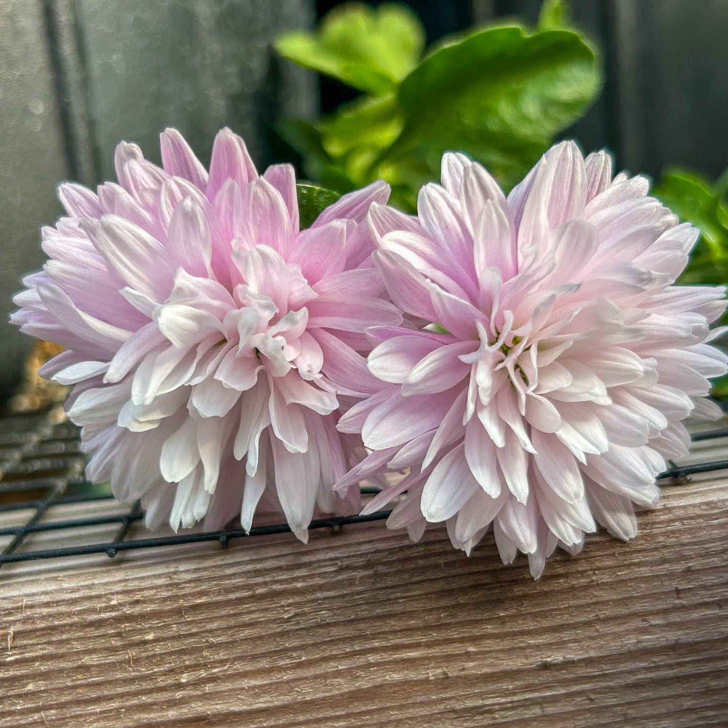 Lav Love Chrysanthemum - Pack of 4
