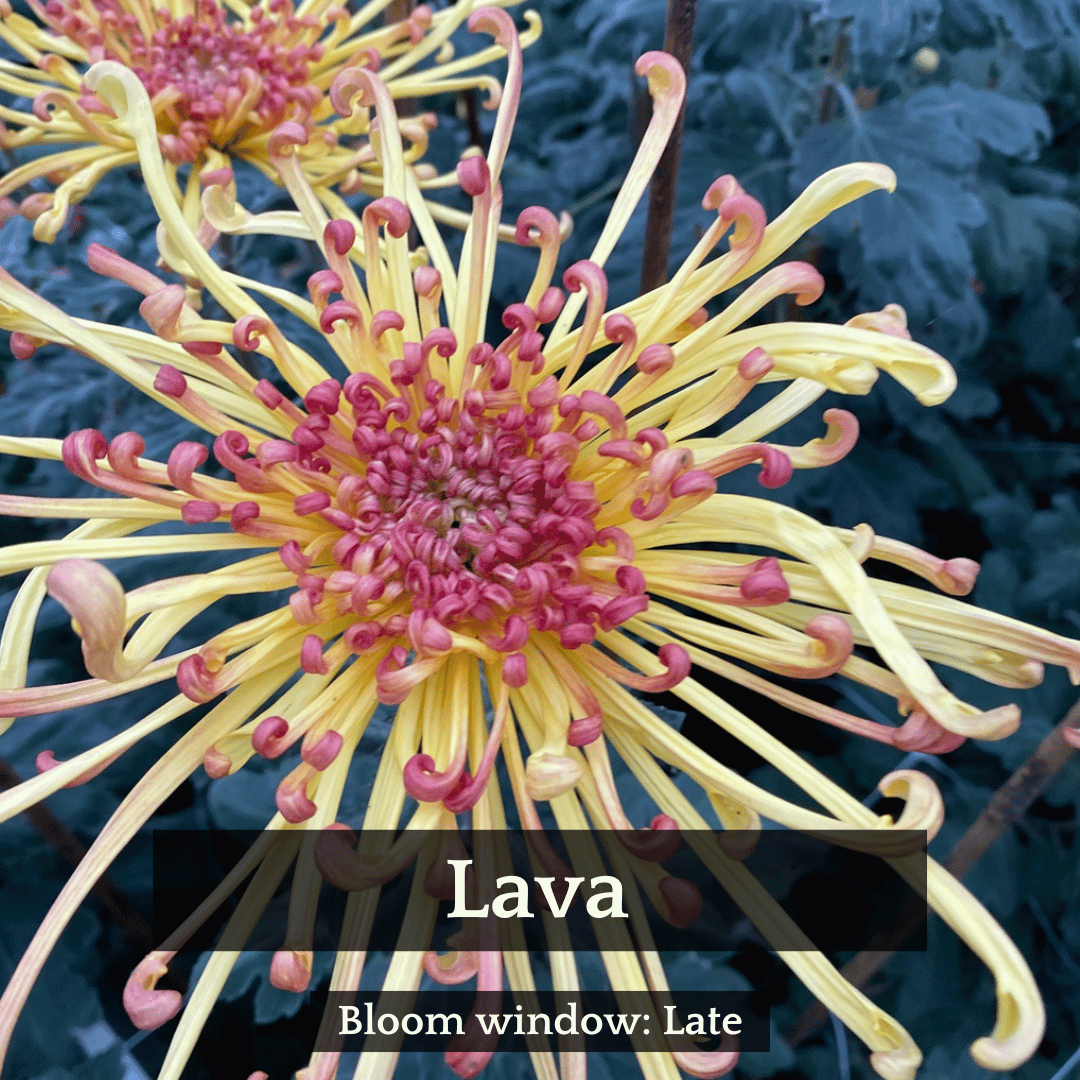 Spider Mums Chrysanthemum Mix