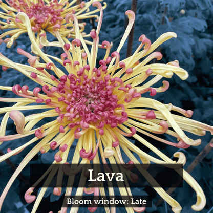 Spider Mums Chrysanthemum Mix
