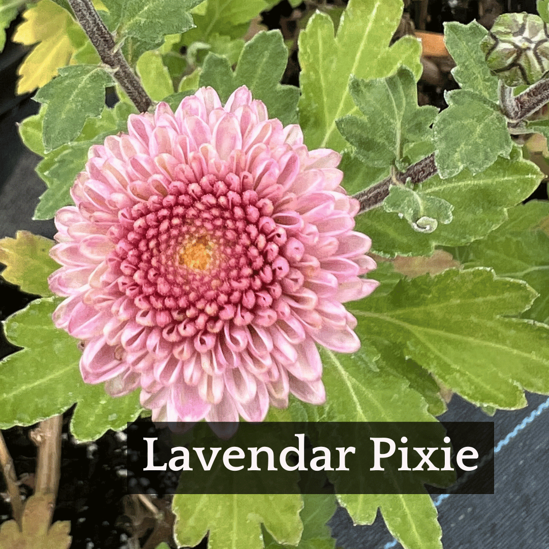 Early Bloomer Chrysanthemum Mix