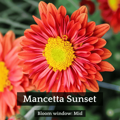 Autumn Colors Chrysanthemum Mix