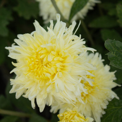 Mellowmoon Chrysanthemum - Pack of 4