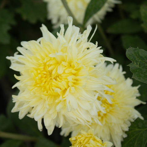 Mellowmoon Chrysanthemum