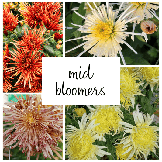 Mid Bloomer Chrysanthemum Mix