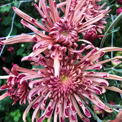 Mocha Chrysanthemum - Pack of 4