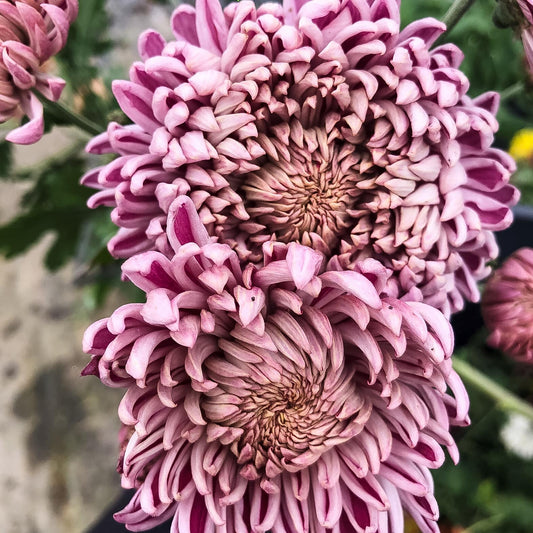 Moira Chrysanthemum - Pack of 4
