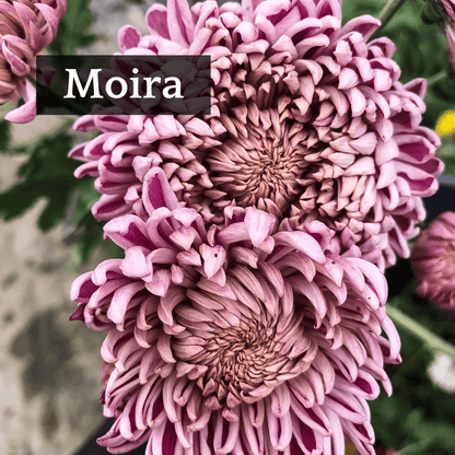 Football Mum Chrysanthemum Mix