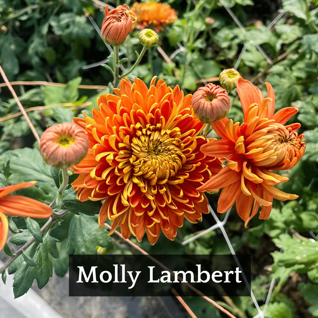 Early Bloomer Chrysanthemum Mix