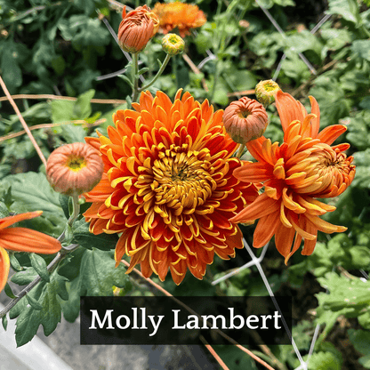 Early Bloomer Chrysanthemum Mix