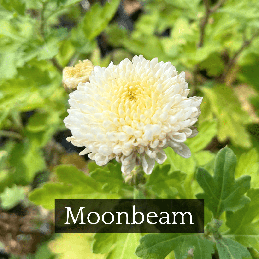 Late Bloomer Chrysanthemum Mix