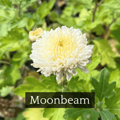 Late Bloomer Chrysanthemum Mix