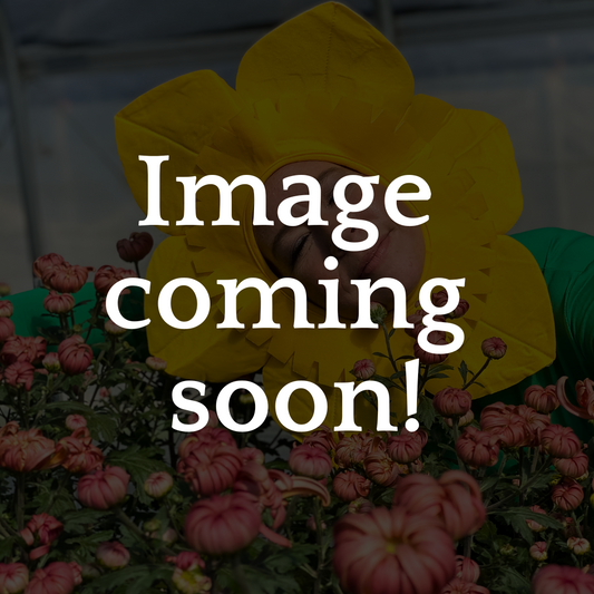 Firefall Chrysanthemum - Pack of 4