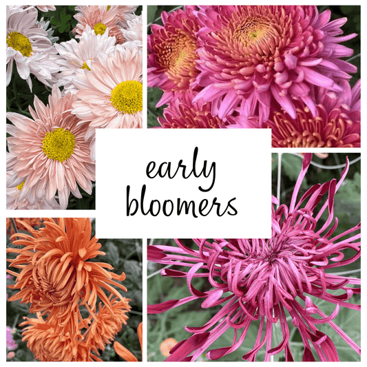 Early Bloomer Chrysanthemum Mix
