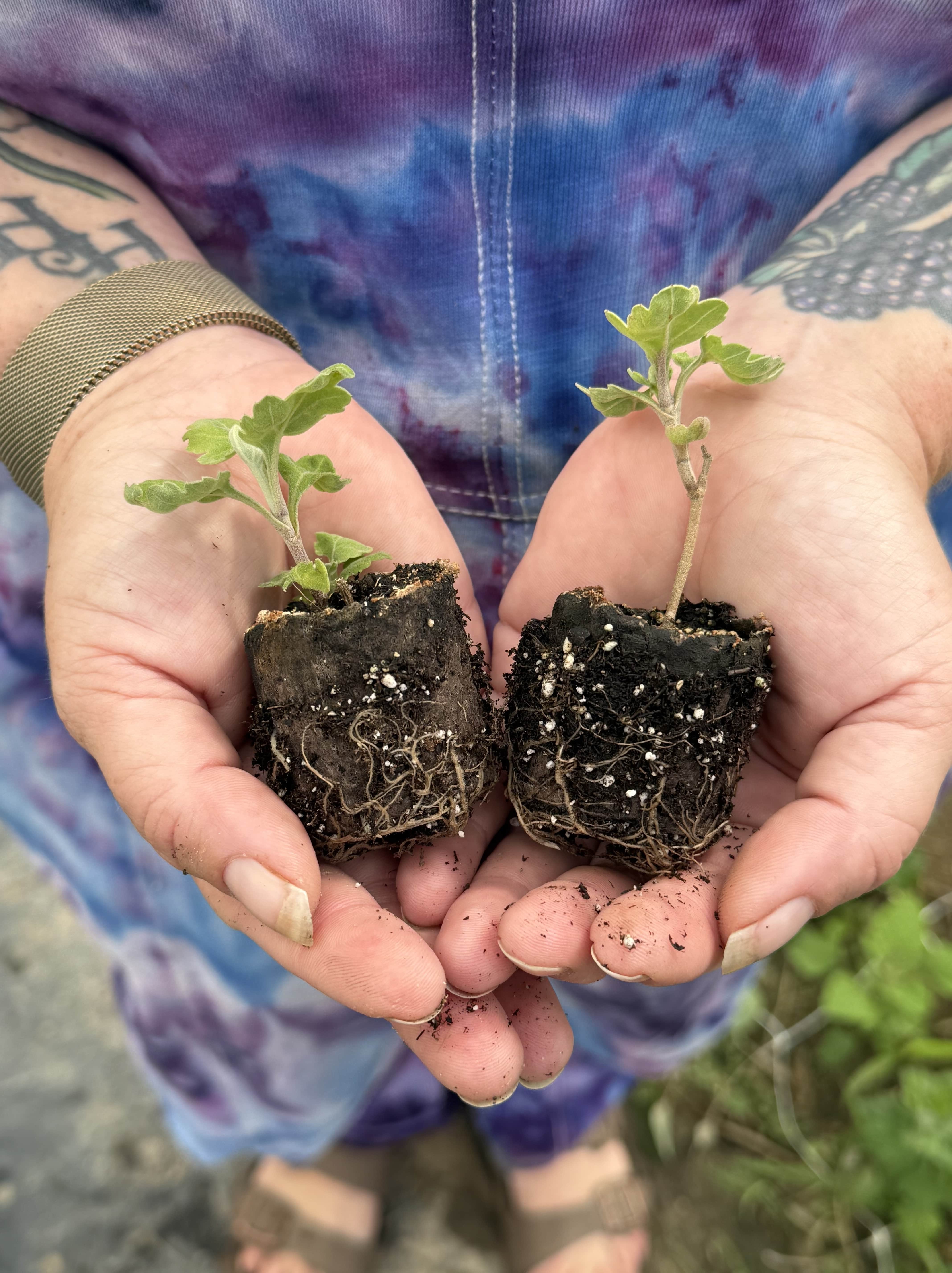 4-Pack Heirloom Chrysanthemum - [Apricot Alexis] - PREORDER