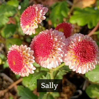 Mid Bloomer Chrysanthemum Mix