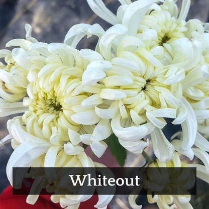Football Mum Chrysanthemum Mix